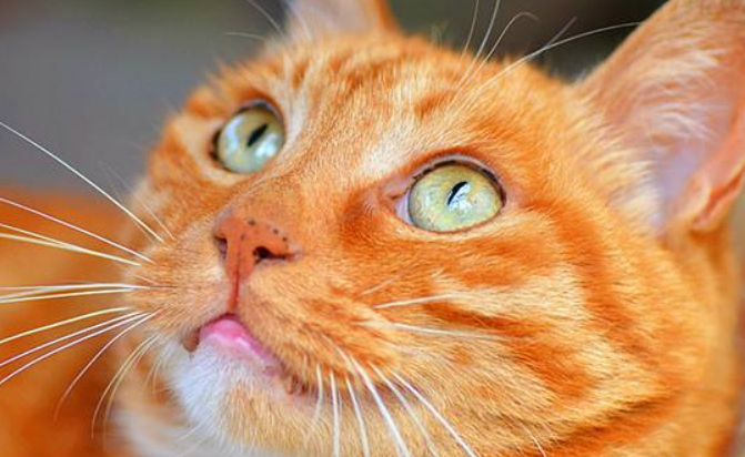 猫牙齿断了一半怎么办？还好再长起来吗？