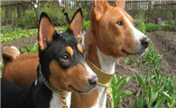 巴仙吉犬感冒吃什么药?小编告诉你
