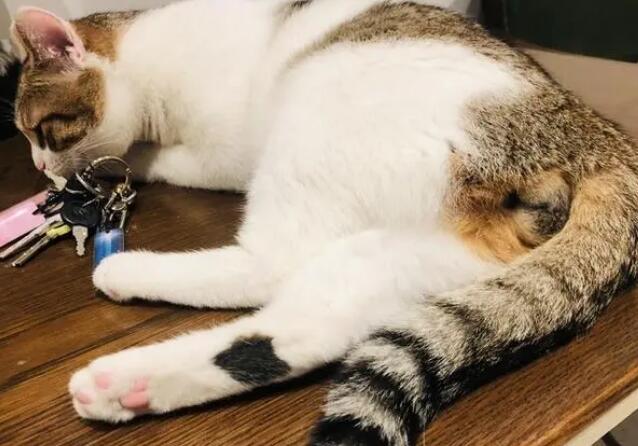 三花有公猫吗？本文替你解答-宠物网
