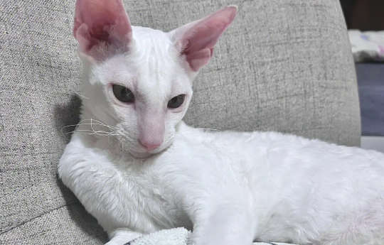 image.png柯尼斯卷毛猫掉毛怎么办？饲养需谨慎！
