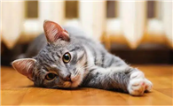 猫为什么好奇心强烈？原因有这几种