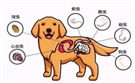 狗狗拉稀可以体外驱虫吗