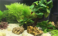 新鱼缸如何开缸养水草