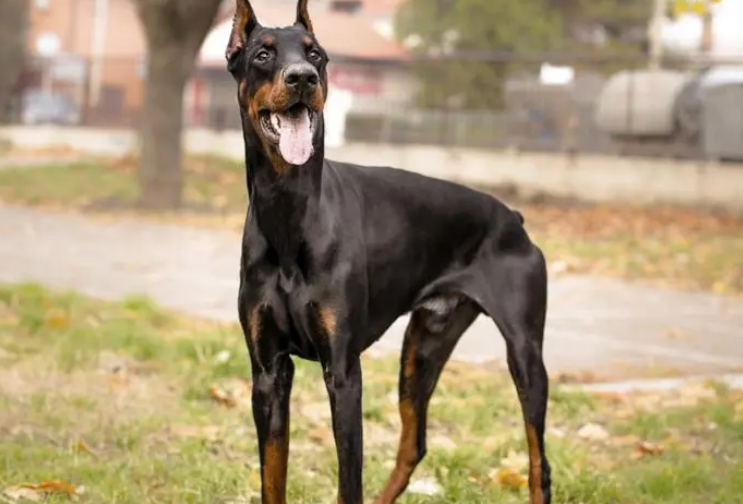 杜宾犬能打过德牧吗?还不快来看看 杜宾犬能打过德牧吗?还不快来看看