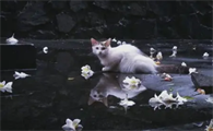 猫为什么知道人将死亡