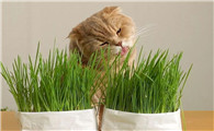 抓猫草是什么