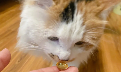 猫咪吃什么样的鱼油