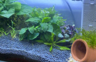 养鱼硝化菌的作用