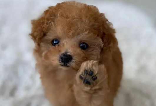 茶杯贵宾犬要多少钱？想买的铲屎官快快瞧瞧。