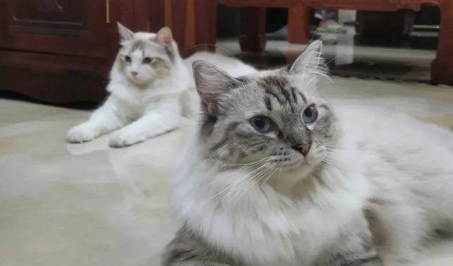 山猫布偶串串和纯种如何辨别?一起来看 山猫布偶串串和纯种如何辨别?一起来看