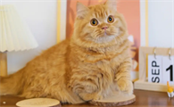 矮脚猫聪明吗