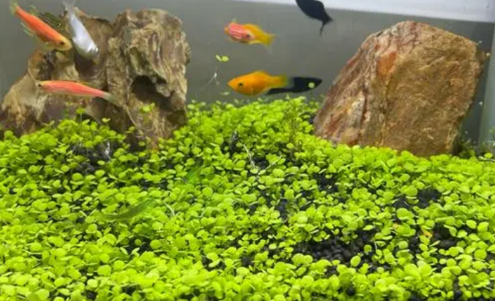 鱼缸好养的水草