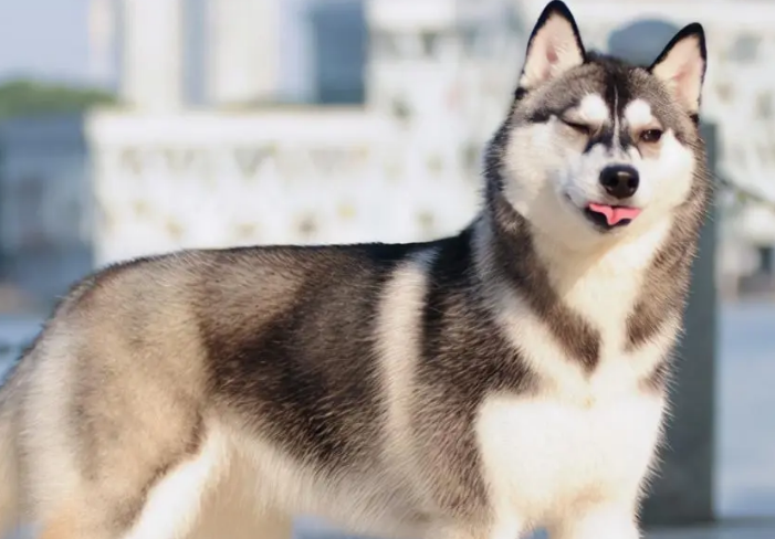 哈士奇是不是雪橇犬?感兴趣的来get下吧 哈士奇是不是雪橇犬?感兴趣的来get下吧