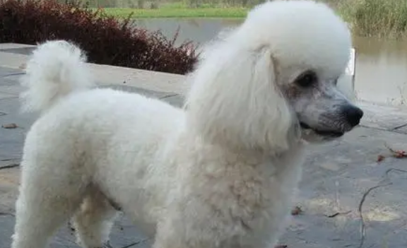 白色茶杯贵宾犬价格