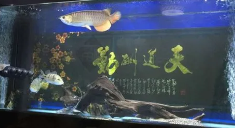 龙鱼缸养什么水草好
