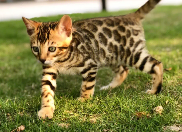 比猫大的豹纹猫叫什么 比猫大的豹纹猫叫什么