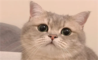 赛级猫是什么意思?来了解下吧