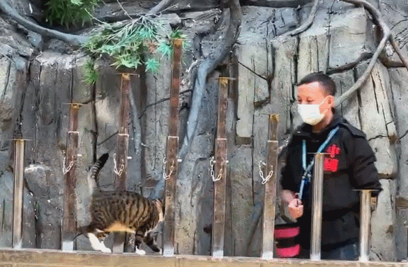 流浪猫凭本事找工作,在动物园表演杂技 流浪猫凭本事找工作,在动物园表演杂技