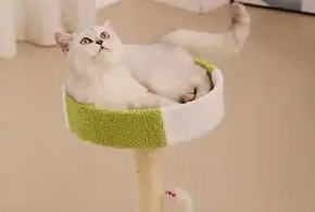 怎么做简易猫爬架