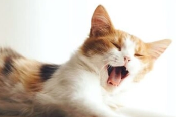猫咪咳嗽怎么用药