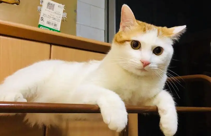 猫两岁了还能打疫苗吗？来get下吧