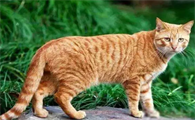 十大最适合新手养的猫