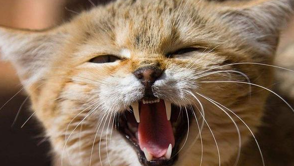很奇怪?猫为什么凌晨五六点叫? 很奇怪?猫为什么凌晨五六点叫?