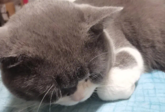 猫体温36度有什么危险?看看就知道了 猫体温36度有什么危险?看看就知道了