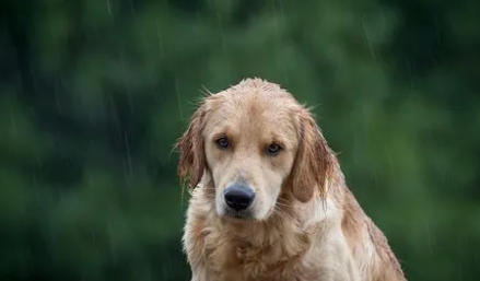 给力!狗狗独自被关天台,雨中不断嚎叫求救,男子冒雨爬梯搭救 给力!狗狗独自被关天台,雨中不断嚎叫求救,男子冒雨爬梯搭救
