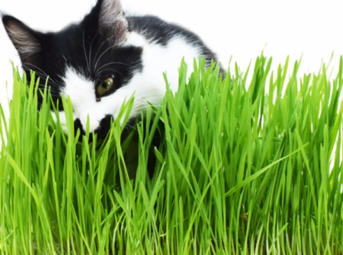 猫草粒有用吗 猫草粒有用吗