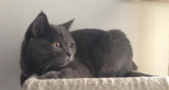 科拉特猫性格怎么样?想养的赶紧看过来! 科拉特猫性格怎么样?想养的赶紧看过来!