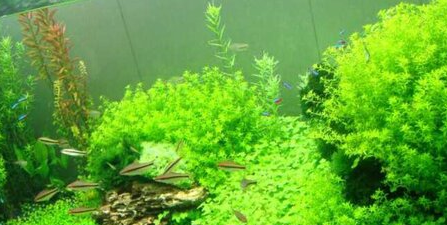 怎么在鱼缸里种水草 怎么在鱼缸里种水草