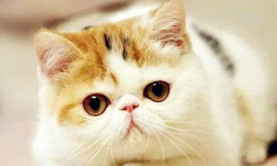 扁脸猫猫为什么贵？答案在这里~