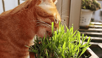 猫草是大麦好还是小麦好