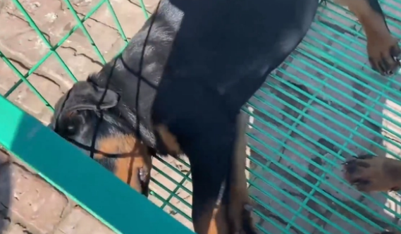 冷门烈性犬罗威纳竟还能卖到1万6?网友:大哥太牛了 冷门烈性犬罗威纳竟还能卖到1万6?网友:大哥太牛了