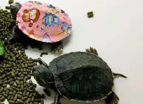 小龟粮一次喂几颗