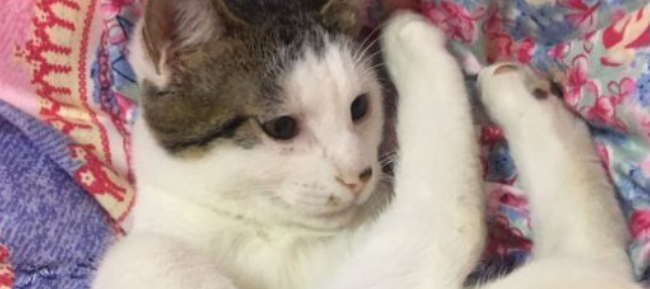猫感冒了什么药