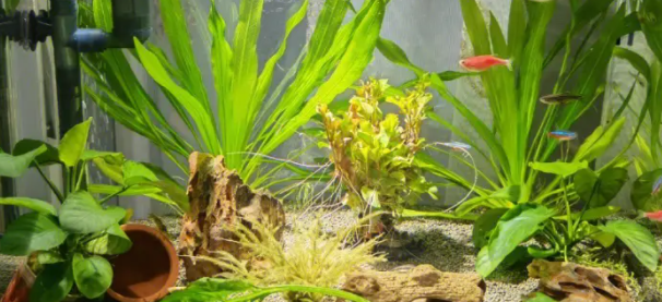 鱼缸里用什么水草