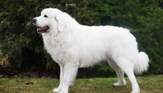 一文带你了解,大白熊犬皮屑太多怎么解决? 一文带你了解,大白熊犬皮屑太多怎么解决?