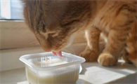 猫能吃酸奶条吗