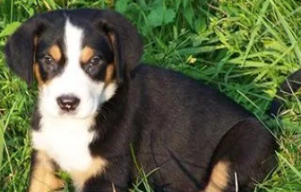 大瑞士山地犬感冒怎么办？主人怎么做？
