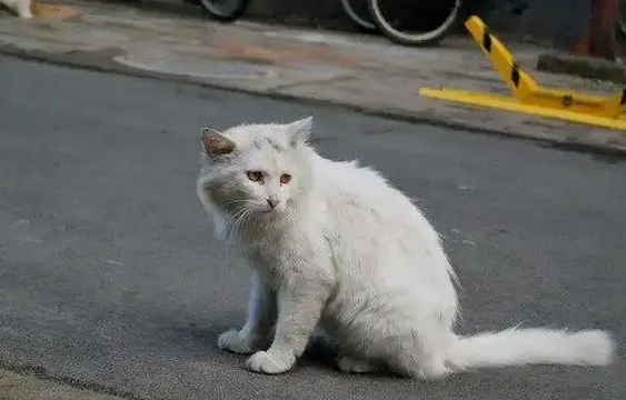 猫丢了会自己回来吗