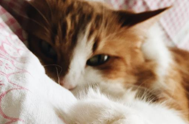 猫牙齿断了还会长吗?饲养须知~ 猫牙齿断了还会长吗?饲养须知~