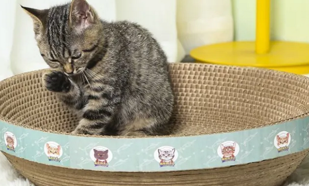 猫抓板有用吗