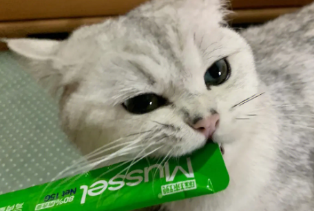 普通猫条多少钱一条