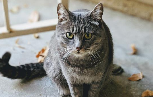 小猫有没有味觉？答案竟是这个