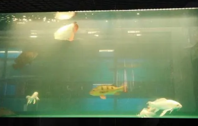 鱼缸水混怎么样处理