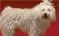 可蒙犬为什么禁养？原因居然是？