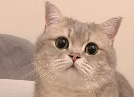 今日科普:母猫为什么不发情? 今日科普:母猫为什么不发情?
