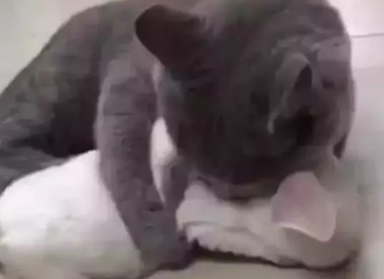 主人带回只小白兔，没想却被蓝猫一眼相中